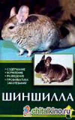 Шиншилла