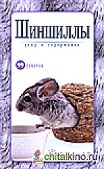 Шиншиллы: Уход и содержание