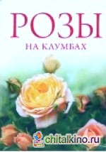 Розы на клумбах