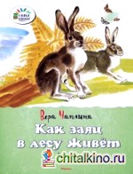 Как заяц в лесу живёт