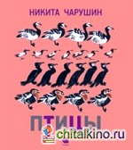 Птицы