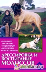 Дрессировка и воспитание молоссов