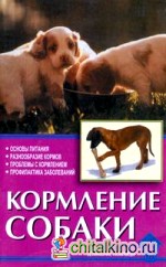 Кормление собаки