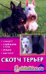 Скотч терьер