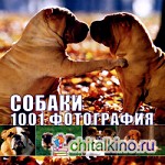 Собаки: 1001 фотография