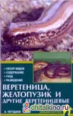 Веретеница, желтопузик и другие веретеницевые