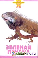 Зеленая игуана