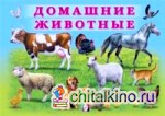 Домашние животные